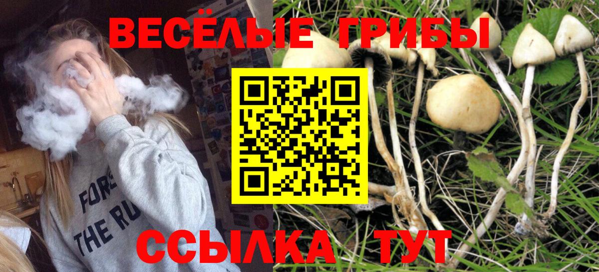 дарнет шоп  Вход с VPN  Псилоцибиновые грибы MAGIC MUSHROOMS  Каменск-Шахтинский  Псилоцибиновые грибы Psilocybe 